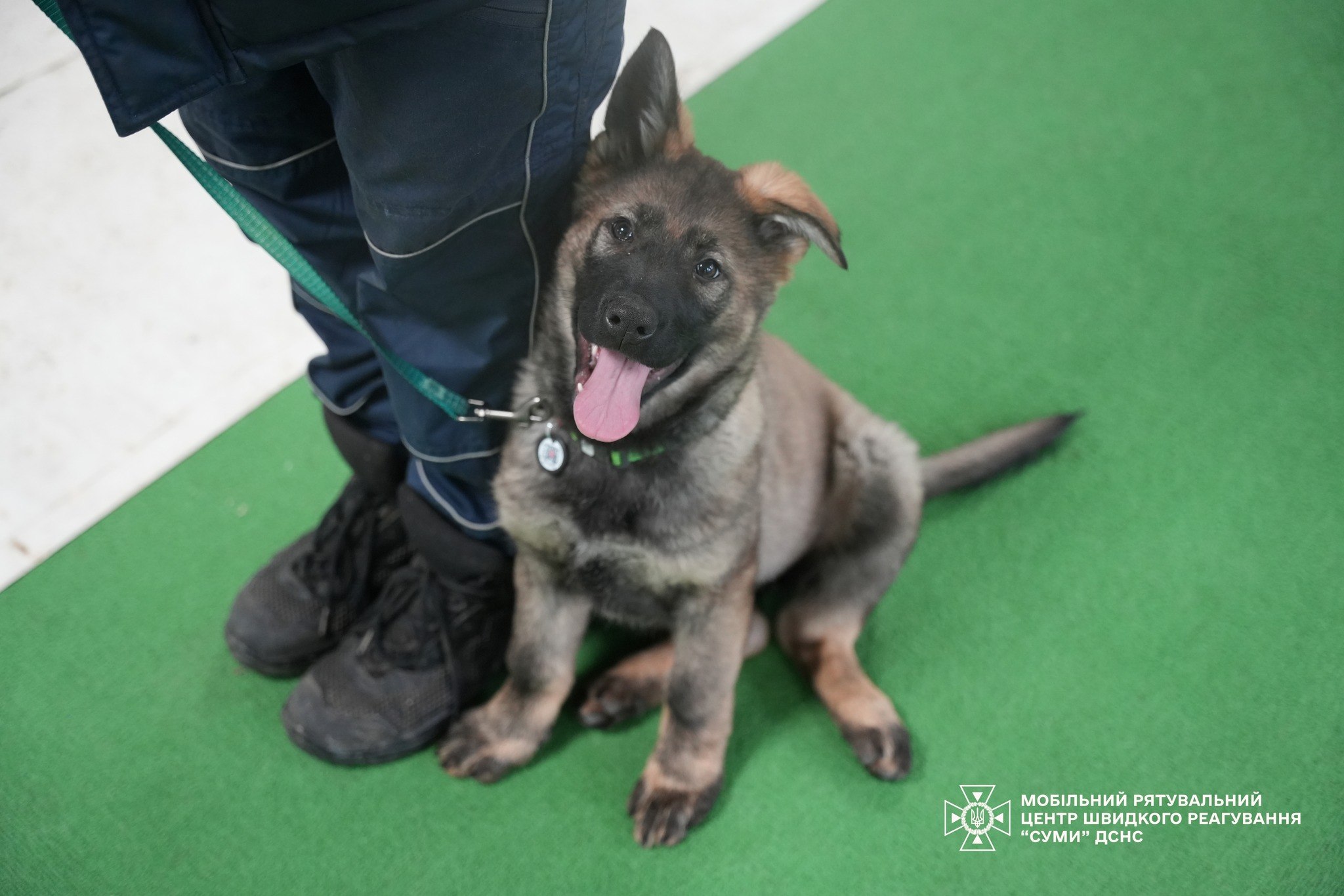 9 міно-пошукових собак ДСНС: робота та виявлення