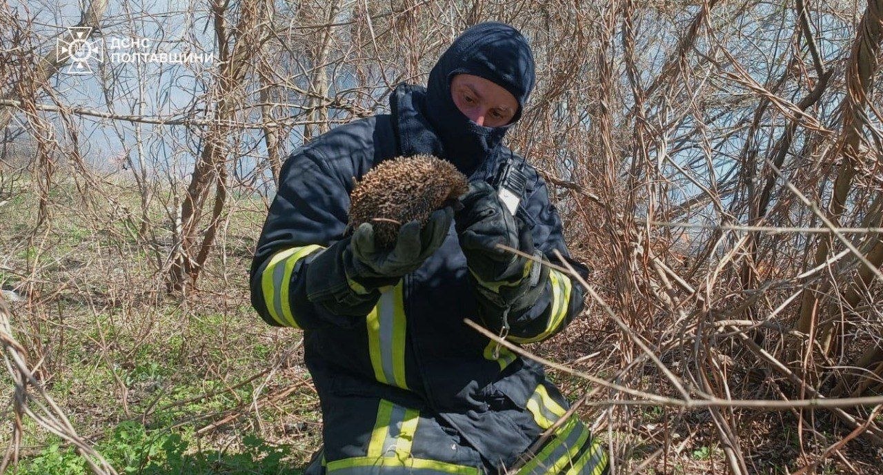 Надзвичайники врятували їжака під час пожежі
