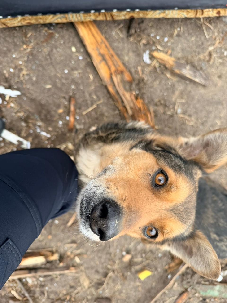 Історія собаки, що плакала серед руїн на Житомирщині