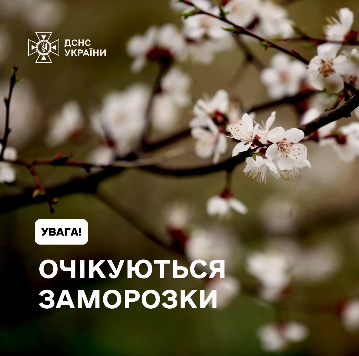 Попередження про заморозки вночі 21–22 квітня