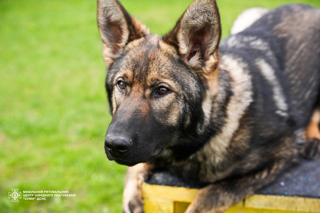 Знайомтеся: Ася, німецька вівчарка ДСНС