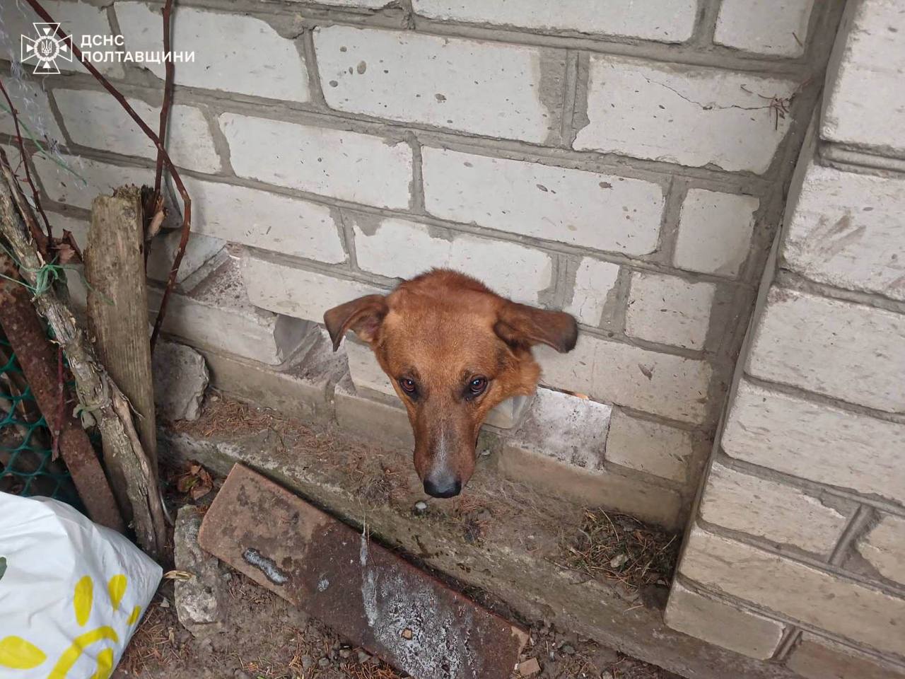 Пес у Кременчуці застряг у цегляному паркані