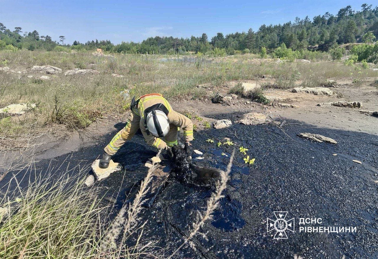 Песика зі смолою на Рівненщині врятували