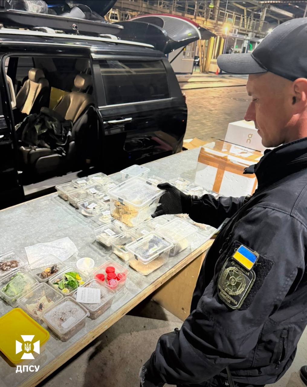 77 плазунів і комах у багажнику: Краківець