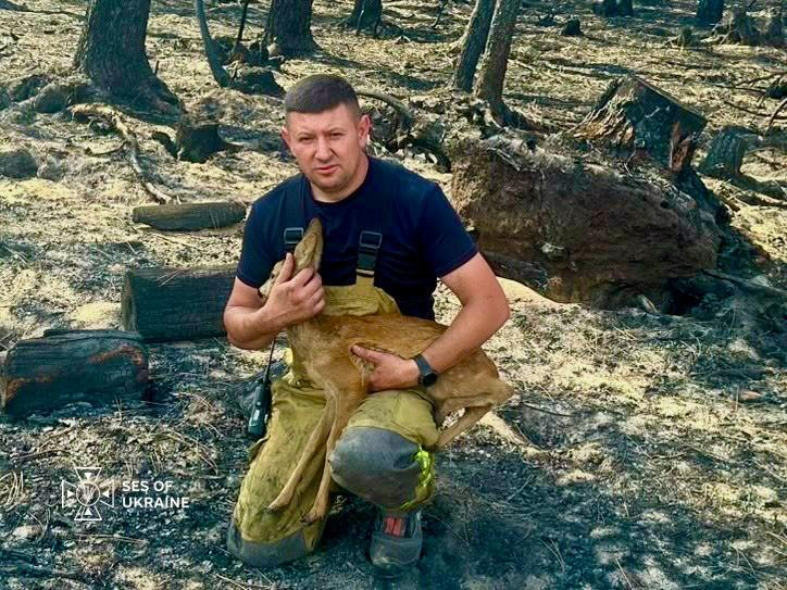 Рятувальники врятували козуленя під час пожежі у Франції
